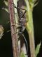 Pachytodes_cerambyciformis_0664.jpg