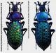 Carabus (Coptolabrus) elysii xiaoganicus Deuve et Remond,  2016 - Kopie.JPG