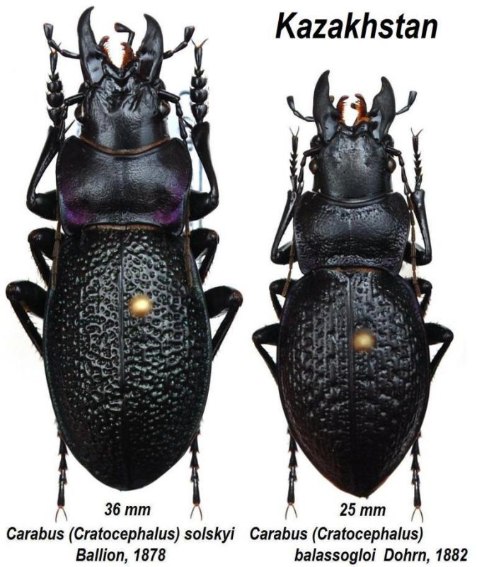 Carabus (Cratocephalus).JPG