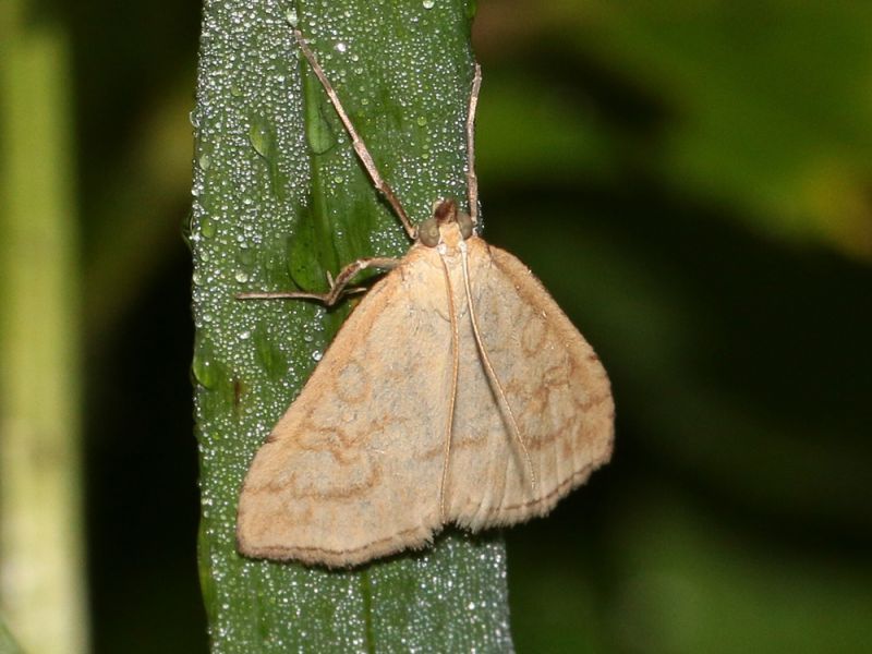 Geometridae_s_0240.jpg