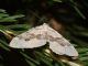 Geometridae_s_0622.jpg