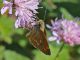 Ochlodes_sylvanus_s_0072.jpg