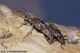Xylotrechus_stebbingi_1706.jpg