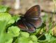 DSC_3324_17731.jpg