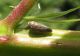 Ozzanocolline_7364.jpg