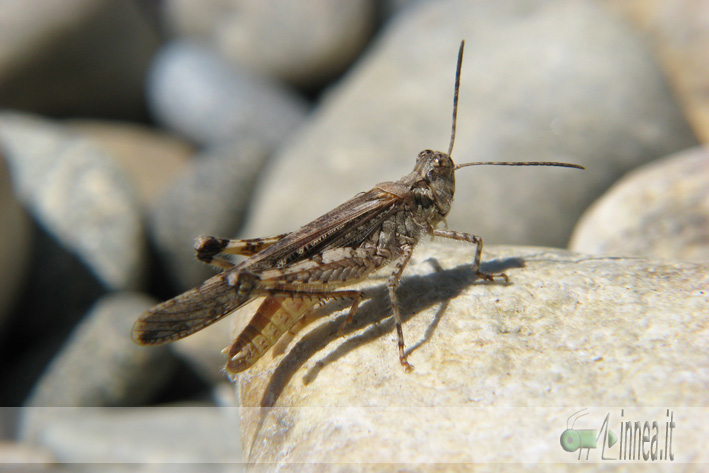 Acrotylus IMG_5429_08.jpg