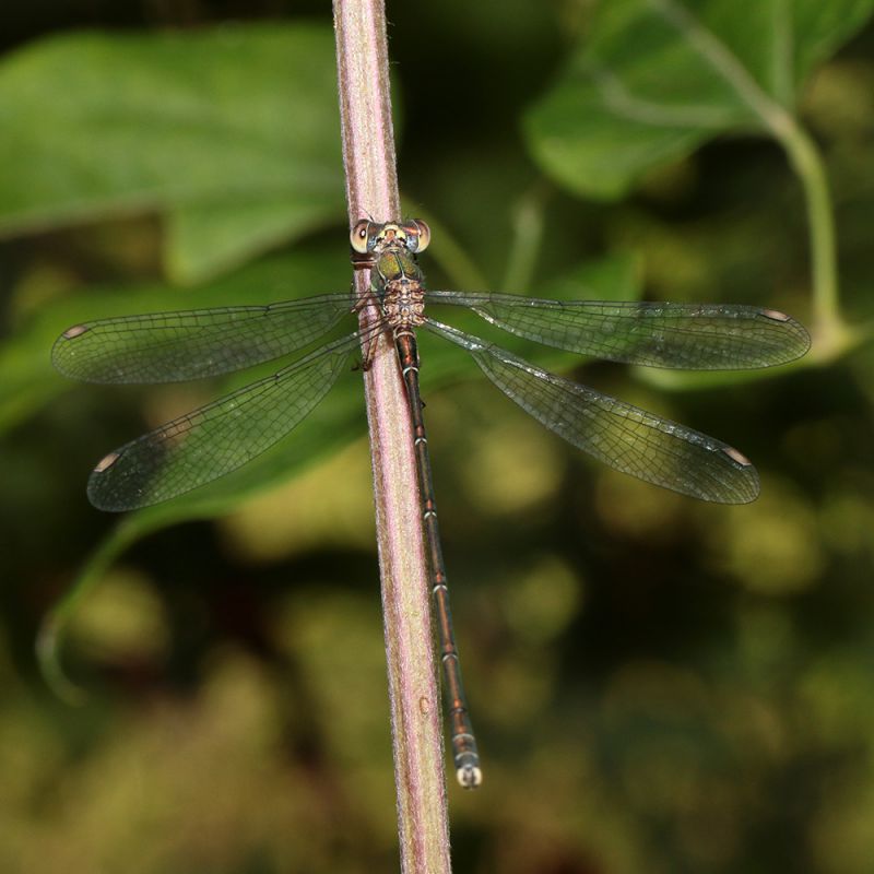 Lestes_barbarus_s_0924.jpg