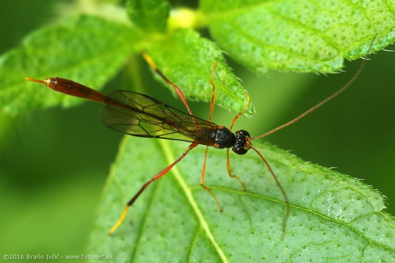 lumok01A Anomalon sp. (Ichneumonidae), samica. cf. A. foliator, u nás iný nežije!.jpg