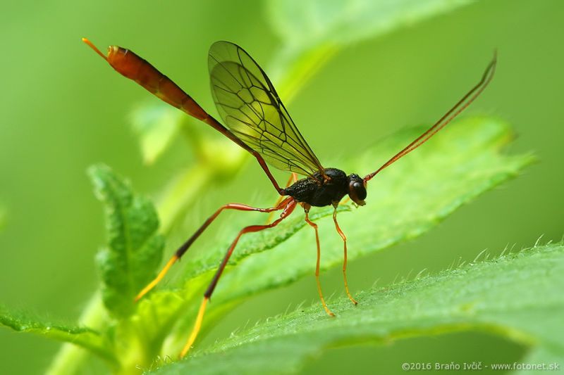 lumok01B Anomalon sp. (Ichneumonidae, Anomaloninae), cf. A. foliator..jpg