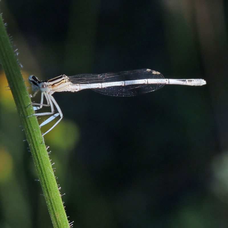 Platycnemis_pennipes_s_1042.jpg