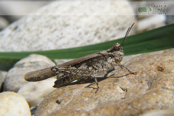 Acrotylus IMG_5523_08.jpg