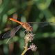 Sympetrum_sanguineum_s_0909.jpg