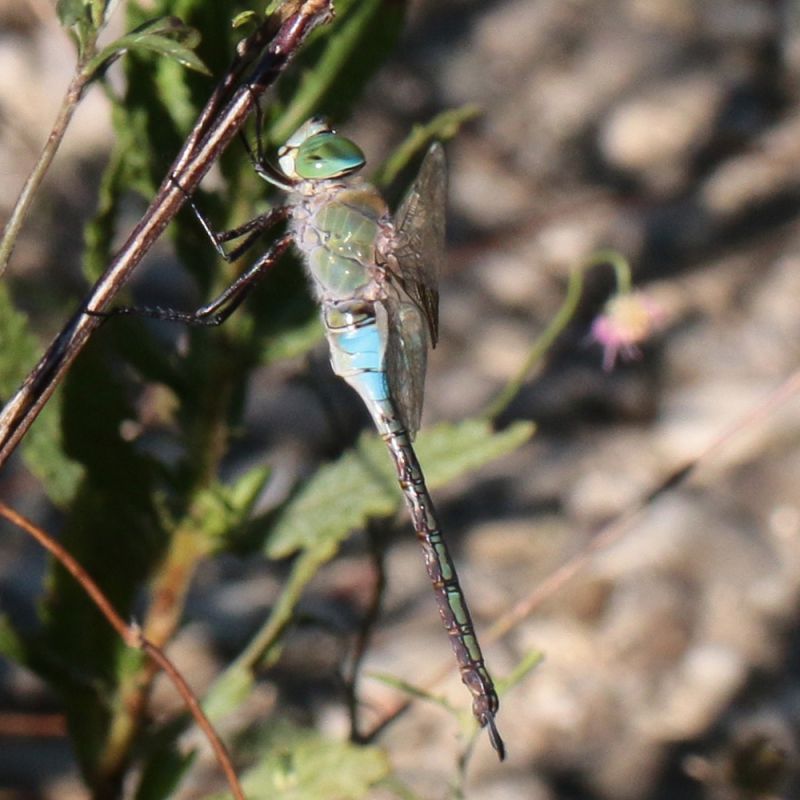 Anax_species_s_0981.jpg