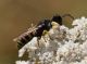 Hymenoptera4.jpg