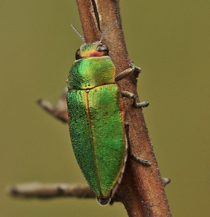 Buprestidae.JPG