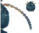 Staphylinus s.str. dimidiaticornis GEMMINGER,1851.JPG