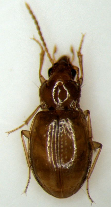 Carabidae rit.jpg