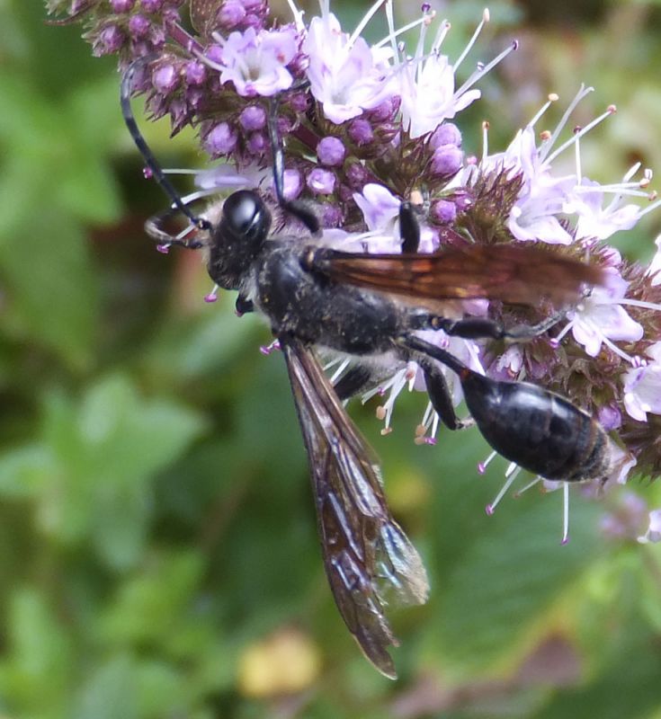 Unidentified_black_wasp_01.jpg