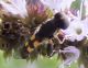 Unidentified_small_insect_01.jpg