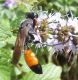 Unidentified_black_wasp_with_orange_bottom_01.jpg