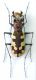 deserticoloides a.jpg