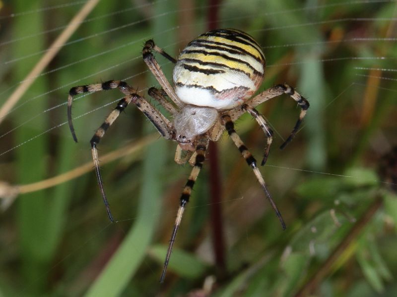 Argiope_bruennichi_s_1203.jpg