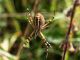 Argiope_bruennichi_s_1208.jpg