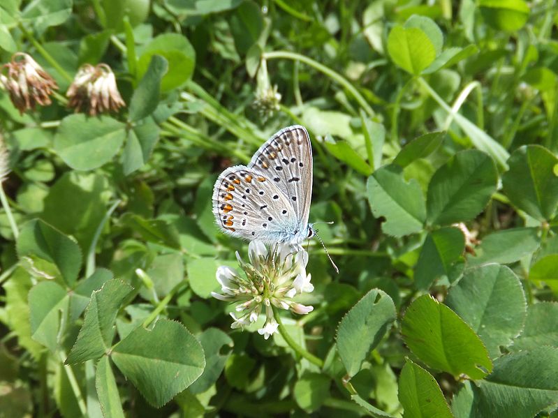 799px-Unidentified_blu_butterfly_Castel_Thun_01.jpg