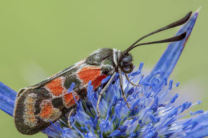 Zygaena_carniolica.jpg