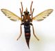 Asilus cabroniformis L 007 (2).jpg
