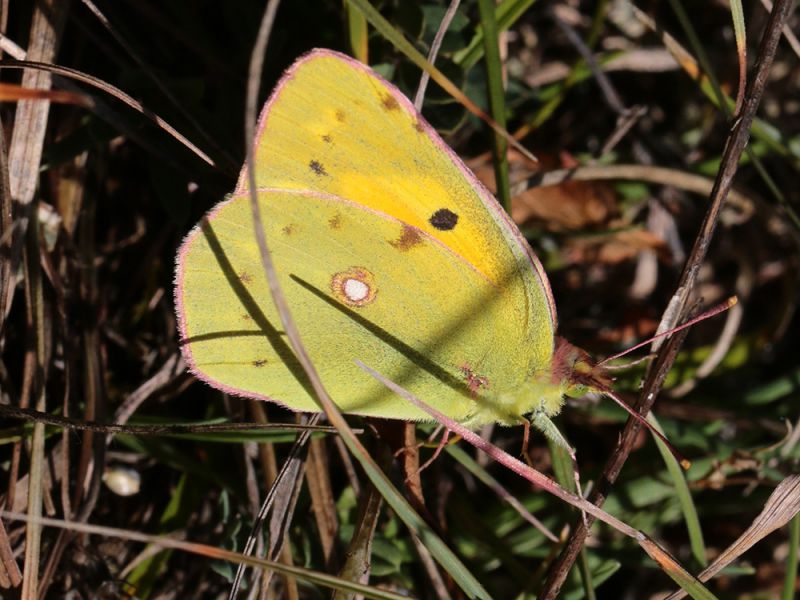 Colias_crocea_s_1578.jpg