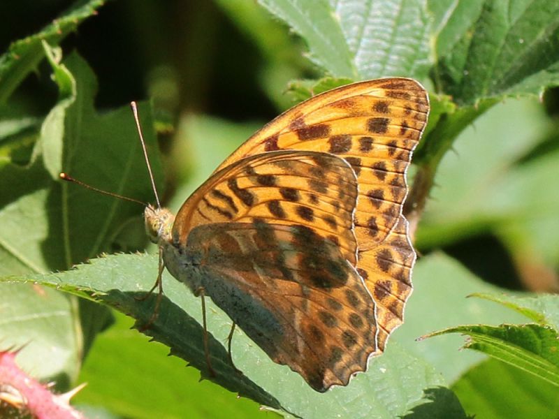 Melitaea_sp_s_1286.jpg