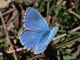 Polyommatus_bellargus_s_1406.jpg