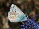 Polyommatus_bellargus_s_1462.jpg