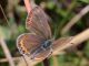 Polyommatus_icarus_s_1413.jpg