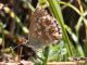 Polyommatus_icarus_s_1411.jpg