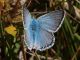 Polyommatus_coridon_s_1404.jpg