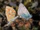 Polyommatus_mating_s_1550.jpg