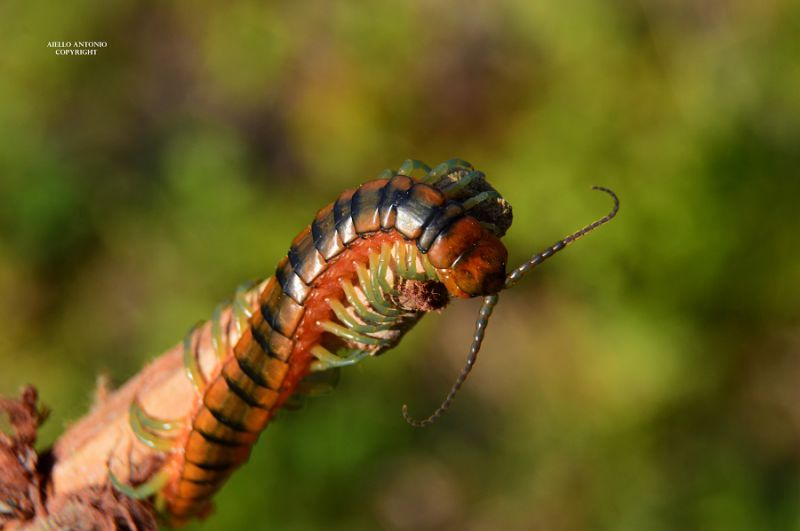 SCOLOPENDRA CINGULATA XC - Copia (3) - Copia.jpg