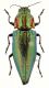 Cyphogastra dorso.jpg
