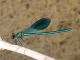 Calopteryx_splendens_1754.jpg