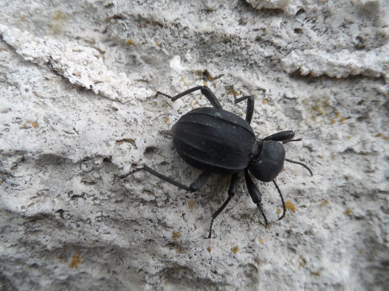 Tenebrionidae.JPG