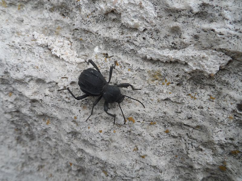 Tenebrionidae2.JPG