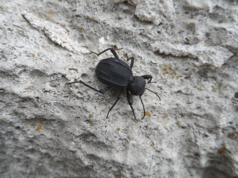 Tenebrionidae3.JPG