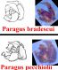 bradescui pecchiolii.jpg