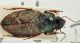 harpalus5.jpg