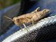 DSCN5780.JPG