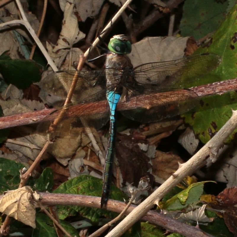 Anax_parthenopes_s_2249.jpg