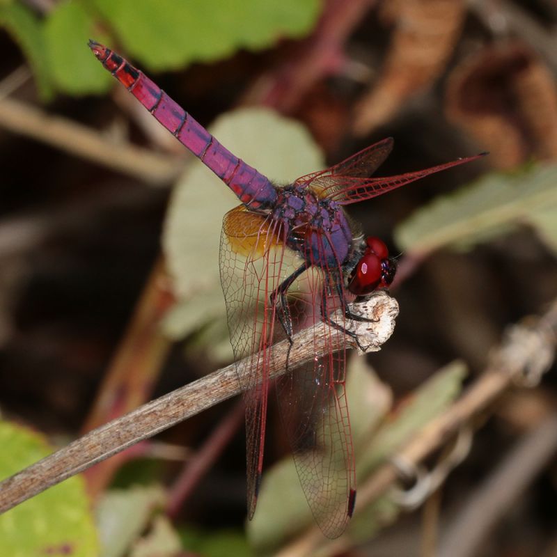 Trithemis_annulata_s_2240.jpg