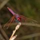 Trithemis_annulata_s_2287.jpg